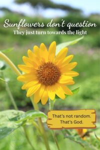 Sunflower facing the light with overlay text: “Sunflowers don’t question. They just turn towards the light. That’s not random. That’s God.” — a reminder of why I believe in God without seeing.