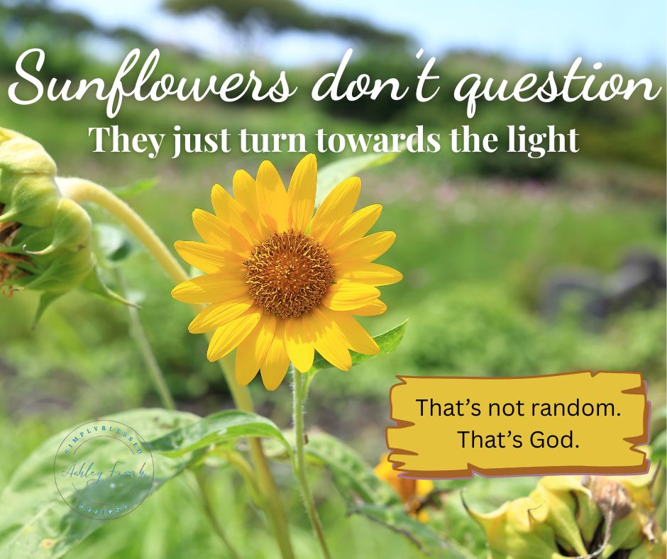 Sunflower facing the light with overlay text: “Sunflowers don’t question. They just turn towards the light. That’s not random. That’s God.” — a reminder of why I believe in God without seeing.