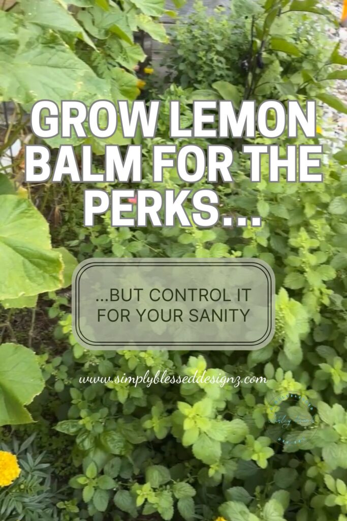 Grow lemon balm for the perks, but control it for your sanity — herb garden blog image from SimplyBlessedDesignz